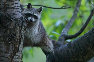 Szop pracz, szop amerykański, (Procyon lotor), raccoon © Bartosz Rakoczy
