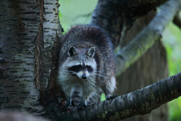 Szop pracz, szop amerykański, (Procyon lotor), raccoon © Bartosz Rakoczy