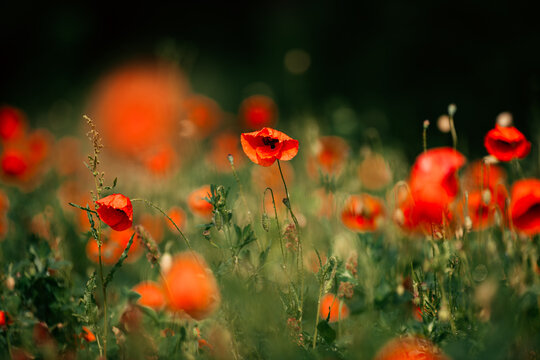 Mohnblumen