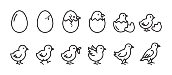 Naklejka premium Bird life cycle icon set showing the stages of a chicken hatching from an egg and growing into a young bird, a simple black outline vector illustration of the entire process
