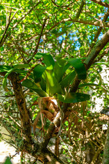 orqu&iacute;dea selvagem em &aacute;rvore