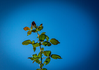 bot&atilde;o de rosa vermelha