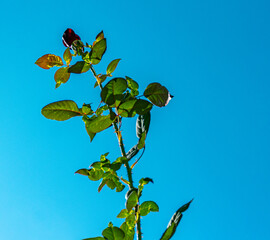 bot&atilde;o de rosa