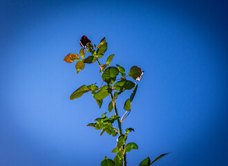 bot&atilde;o de rosa