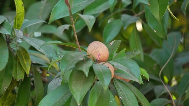 Chikoo Fruit Growing in Indian Village Farm Natural Daylight Close Up. Sapodilla Tree Fruit in Rural India Organic Farming Agriculture Scene. Fresh Chikoo Fruit in Village Orchard India.