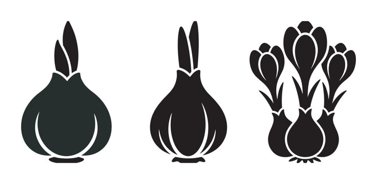 Three black flower bulb icons showing the stages of growth from a dormant corm with a small sprout to blooming crocus flowers, presented as a minimalist graphic illustration set