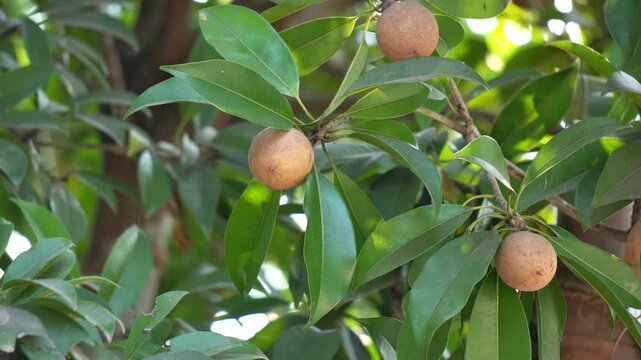 Brown Sapodilla Fruits Hanging on Branch with Green Leaves Outdoor. Chikoo Fruit Close up. Indian Fruit Hanging on Tree. Indian Fruit Farming.