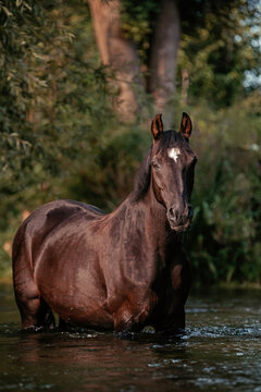 Bayrisches Warmblut, 24 Jahre alt, Bayern/D, 8/24