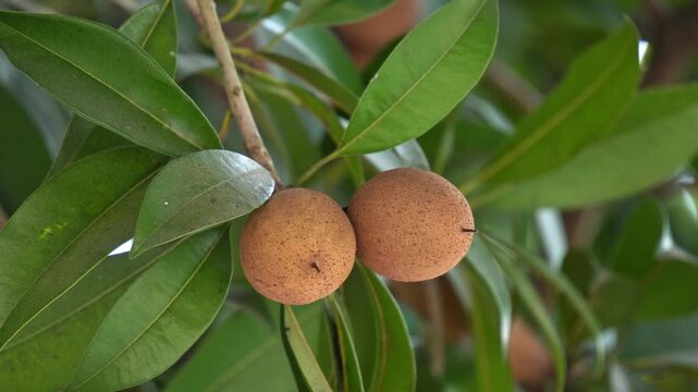 Sapodilla Fruits (Chikoo fruit) Hanging on Tree with Green Leaves in Natural Light. Fresh Sapodilla Fruits on Branch with Green Foliage Botanical Scene.