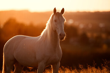 PRE im Sonnenuntergang © ScullyPictures