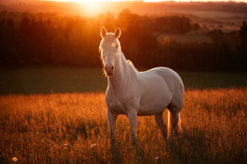 PRE im Sonnenuntergang © ScullyPictures