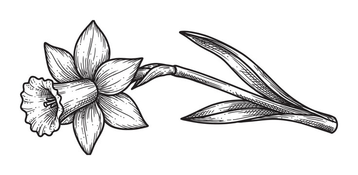 Single hand-drawn daffodil flower illustration in a vintage engraving style with detailed petals, a trumpet corona, stem, and leaves, rendered in black and white line art