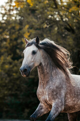 Spanischer Apfelschimmel © ScullyPictures