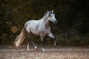 Spanischer Apfelschimmel © ScullyPictures