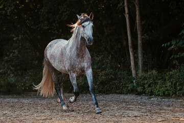 Spanischer Apfelschimmel © ScullyPictures