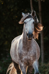 Spanischer Apfelschimmel © ScullyPictures