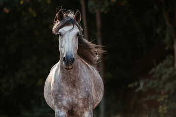 Spanischer Apfelschimmel © ScullyPictures