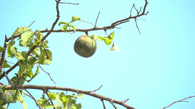 Bael Fruit Hanging on Tree Branch Against Clear Blue Sky Tropical Nature. Wood Apple or Aegle Marmelos ,Bael Fruit Growing on Tree Natural Daylight.