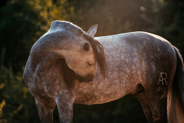 Spanischer Apfelschimmel © ScullyPictures