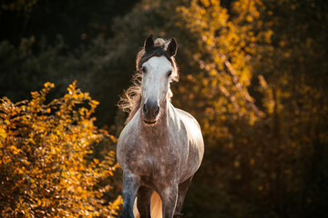 Spanischer Apfelschimmel © ScullyPictures
