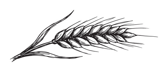 Single hand-drawn ear of wheat sketch in a rustic engraving style with detailed black ink lines representing agriculture and natural organic food