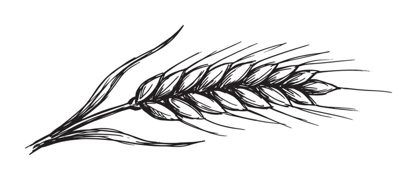 Single hand-drawn ear of wheat sketch in a rustic engraving style with detailed black ink lines representing agriculture and natural organic food