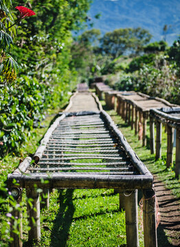 Long bamboo raised beds used for drying coffee beans at a farm in Boquete, Panama, Central America
