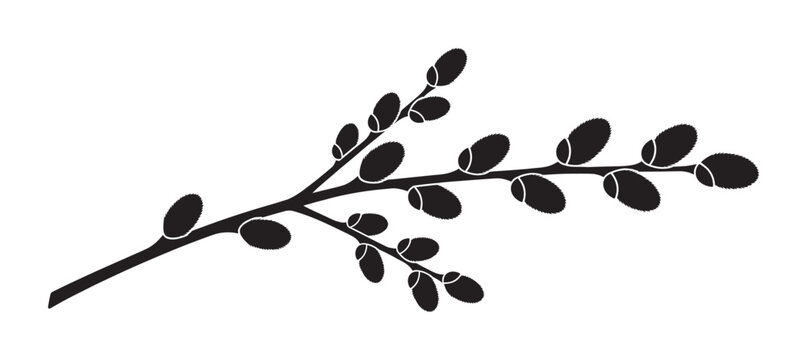 Black pussy willow branch silhouette with fluffy catkins is a simple and elegant graphic illustration representing spring, nature, and the Easter holiday season