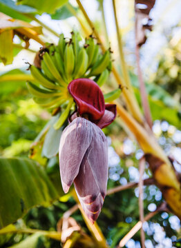 Banana flower, Santa Catalina, Panama, Central America