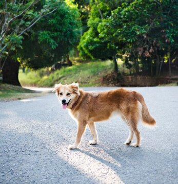 Friendly dog on the streets of Santa Catalina, Panama, Central America