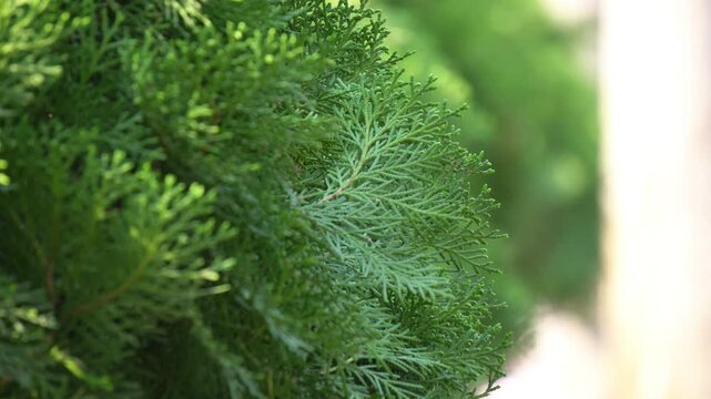 Western Redcedar Plant Green Foliage in Natural Sunlight Garden Scene. Ornamental Western Red Cedar Plant in Sunny Garden Botanical Background.