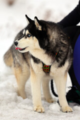 Naklejka premium Dog Standing in Fresh Winter Snow