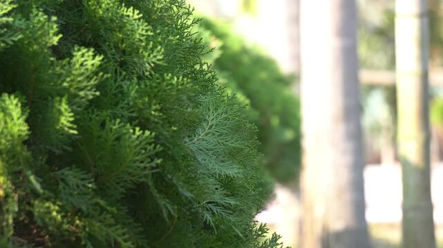Close Up Western Red Cedar Leaves with Soft Bokeh Background. Evergreen Western Redcedar Plant in Bright Daylight. 