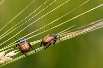 Beetle pest of grain crops, Kuzka, sits on a ripe ear of wheat © Olga Seyfutdinova 