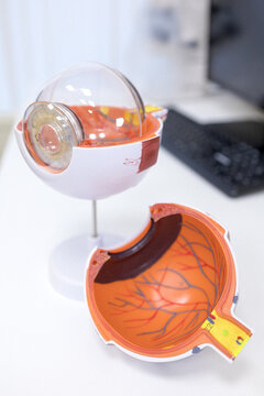 Doctor ophthalmologist showing anatomical structure of eye on mockup closeup