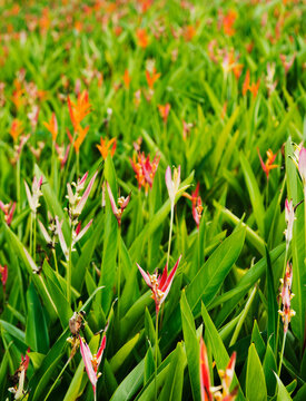 Heliconia psittacorum, commonly known as Parrot's Beak, Parakeet Flower, or False Bird-of-Paradise, Panama City, Panama