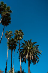 Obraz premium Palm trees stand tall against a clear blue sky. Sunlight shines down, highlighting the green leaves. This scene is set outdoors, showcasing a vibrant day.