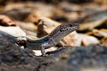 Obraz premium Small lizard basking on sunlit rocks