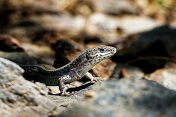 Fototapeta premium Small lizard basking on sunlit rocks