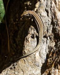 Obraz premium Striped lizard basking on tree bark close-up