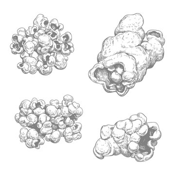 Hand drawn illustrations of different pieces of popcorn kernels