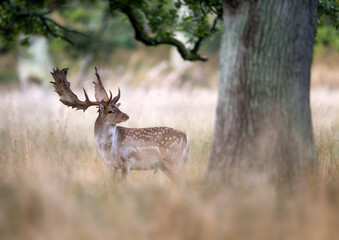 Fallow deer ( Dama dama ) male stag