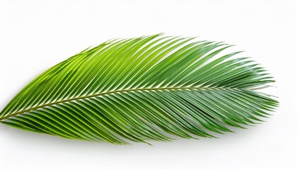 Obraz premium Green Palm Leaf Isolated On White Background With Clipping Path
