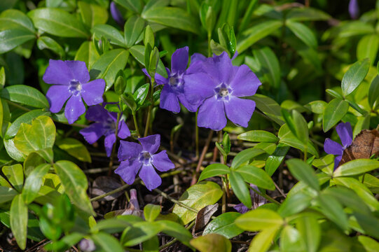 Vinca minor lesser periwinkle ornamental flowers in bloom, common periwinkle flowering plant, creeping flowers