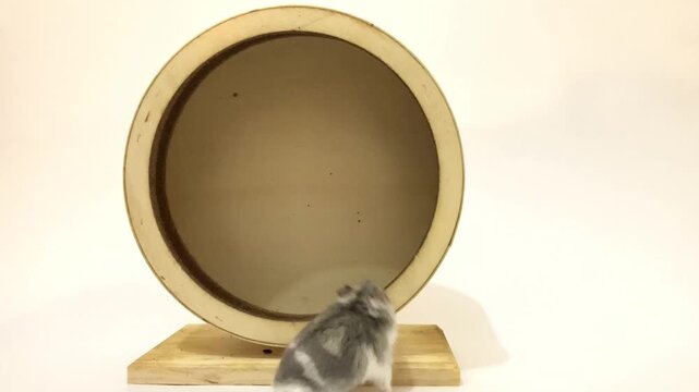 Hamster ruso y rueda de madera sobre fondo blanco
