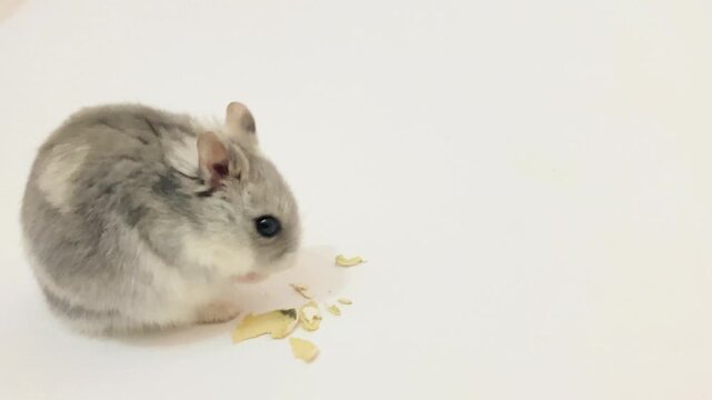 Hamster ruso comiendo. Fondo blanco