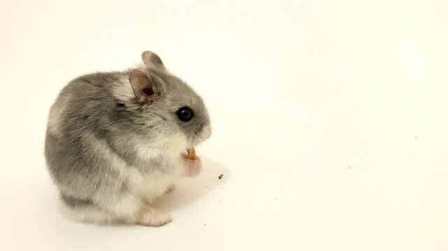 Hamster ruso comiendo. Fondo blanco