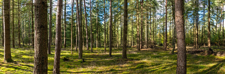 Fototapeta premium Pine forest illuminated by warm natural light on a sunny day in summer. Wide horizontal panoramic banner