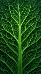 Minimal Mobile Background With Cabbage Leaf Texture Pushed To Create A Fresh Green Botanical Close-Up