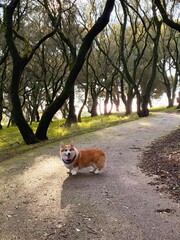Corgi Dog Standing on Forest Path with Sunlight Through Trees